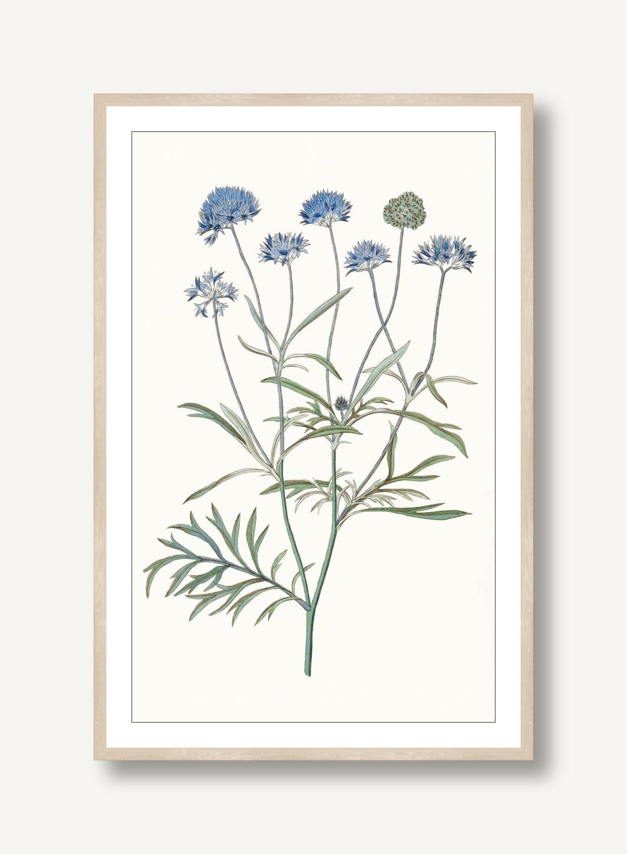 Sapphire Flora 6 framed