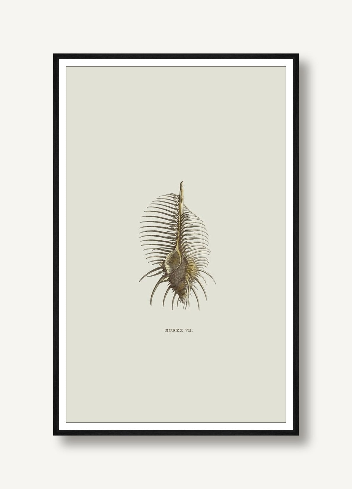 Sundry Murex 1 framed