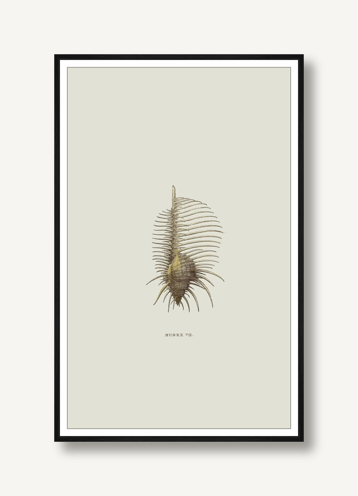 Sundry Murex 2 framed