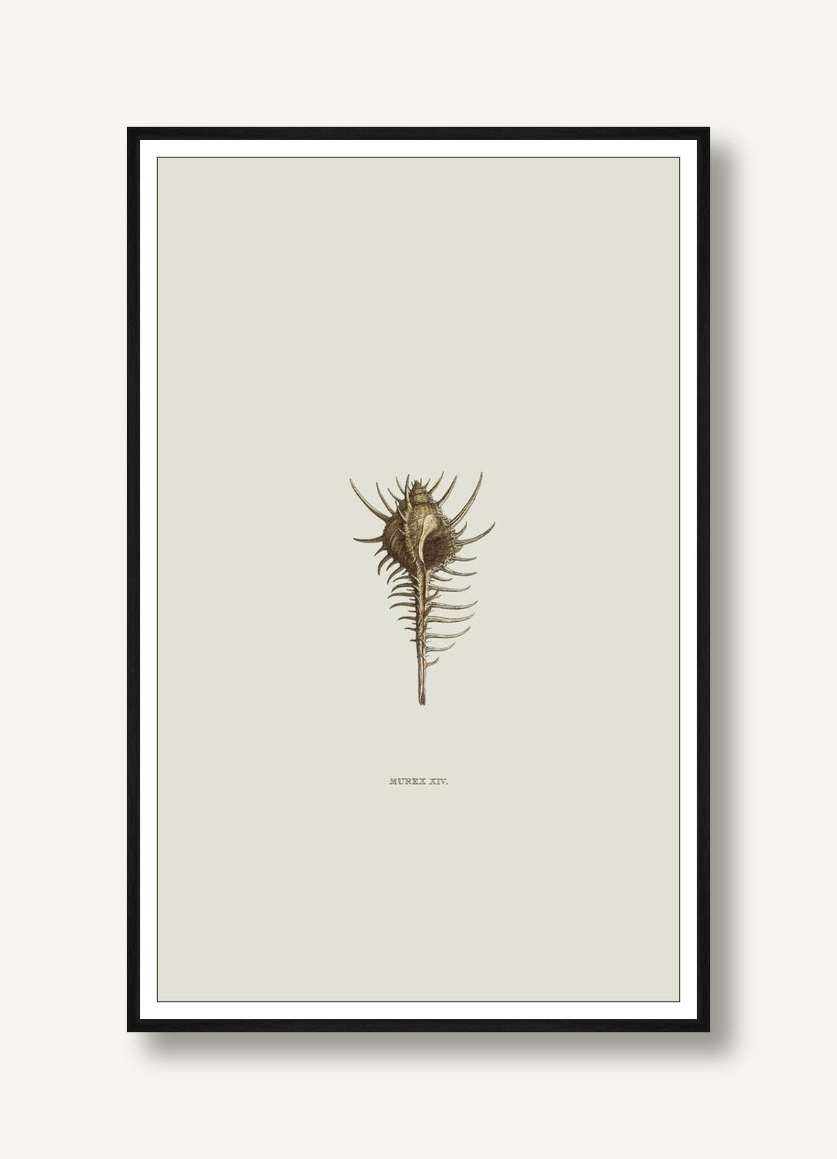 Sundry Murex 3 framed