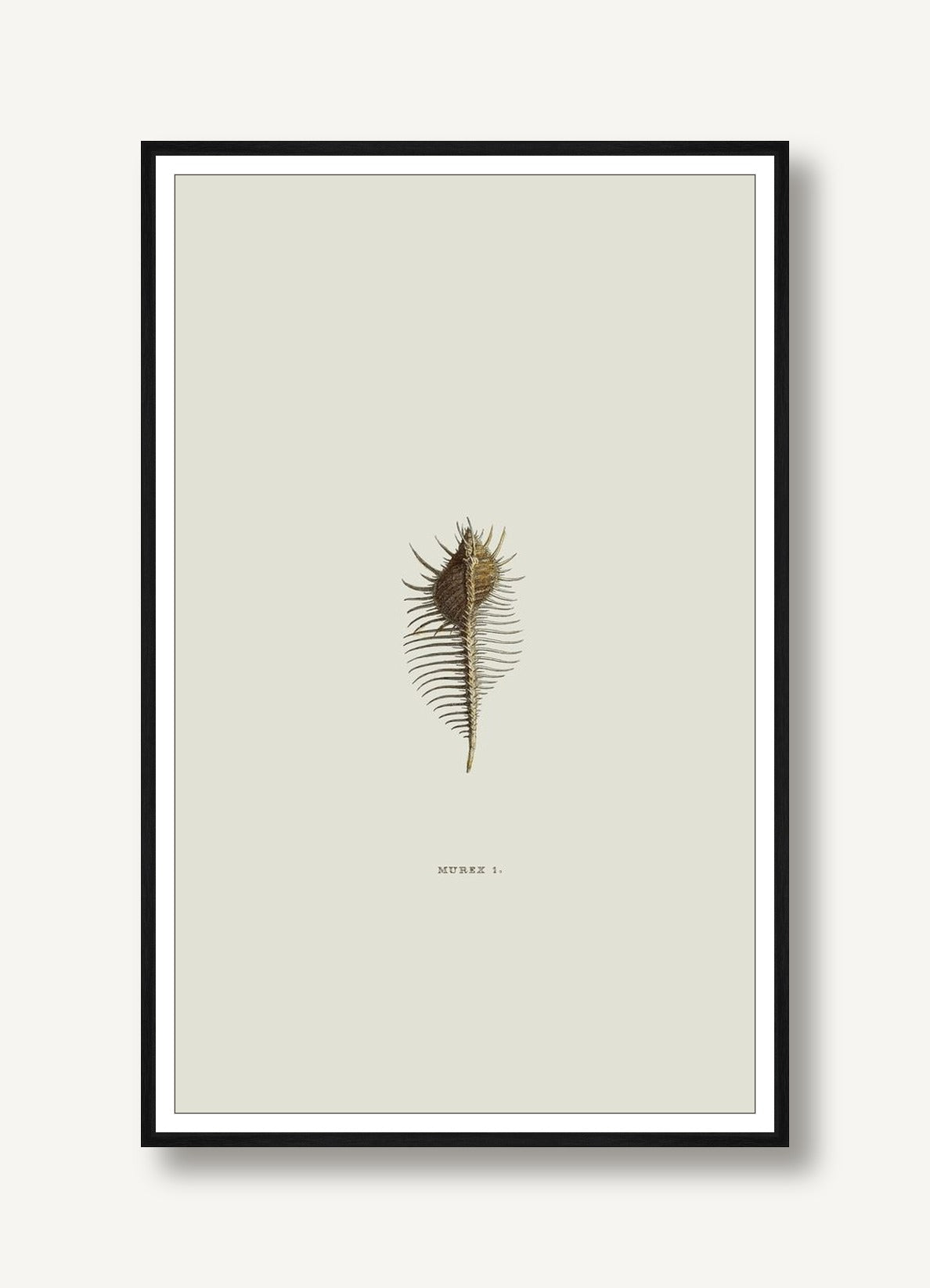 Sundry Murex 4 framed