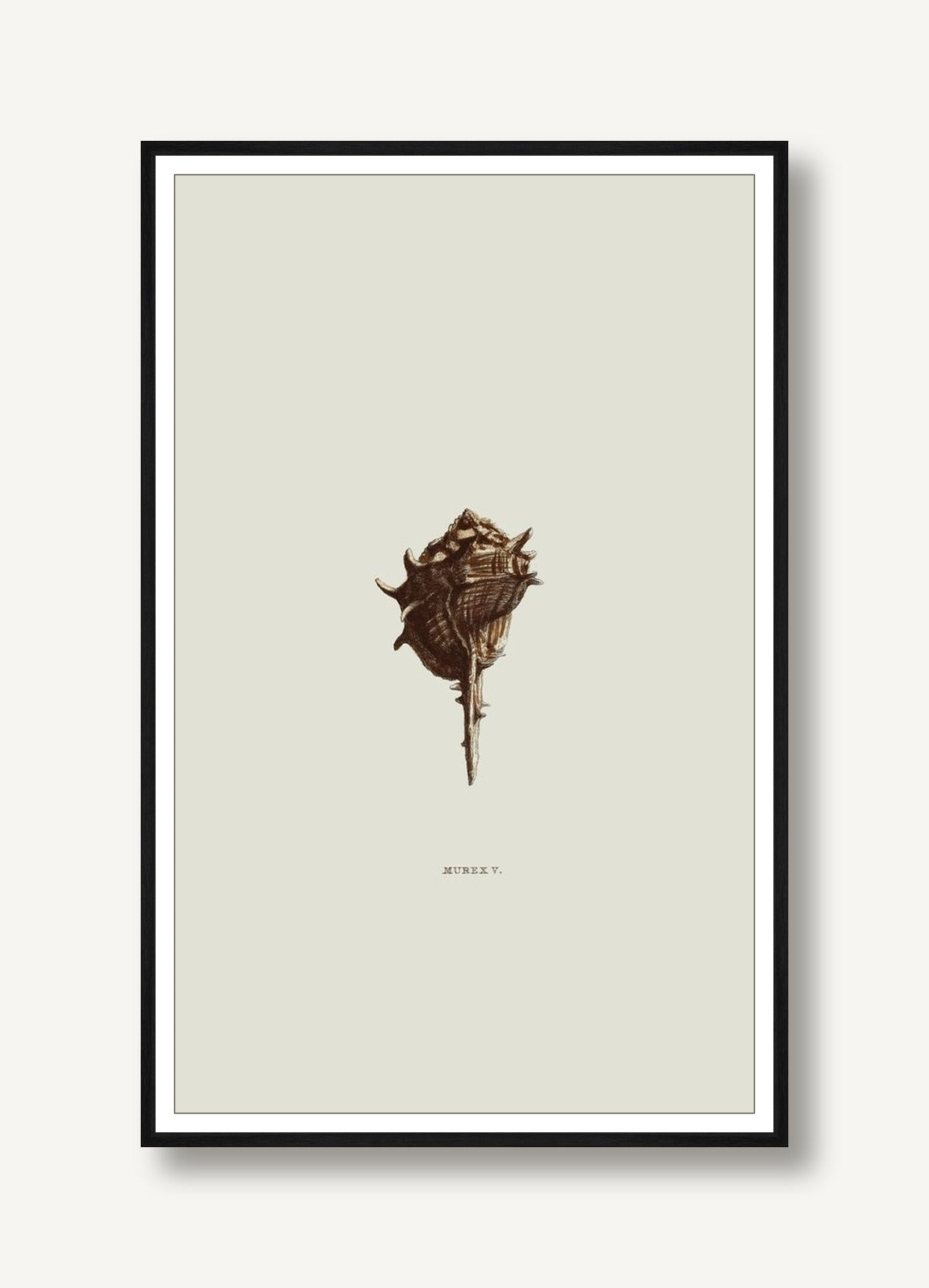 Sundry Murex 5 framed