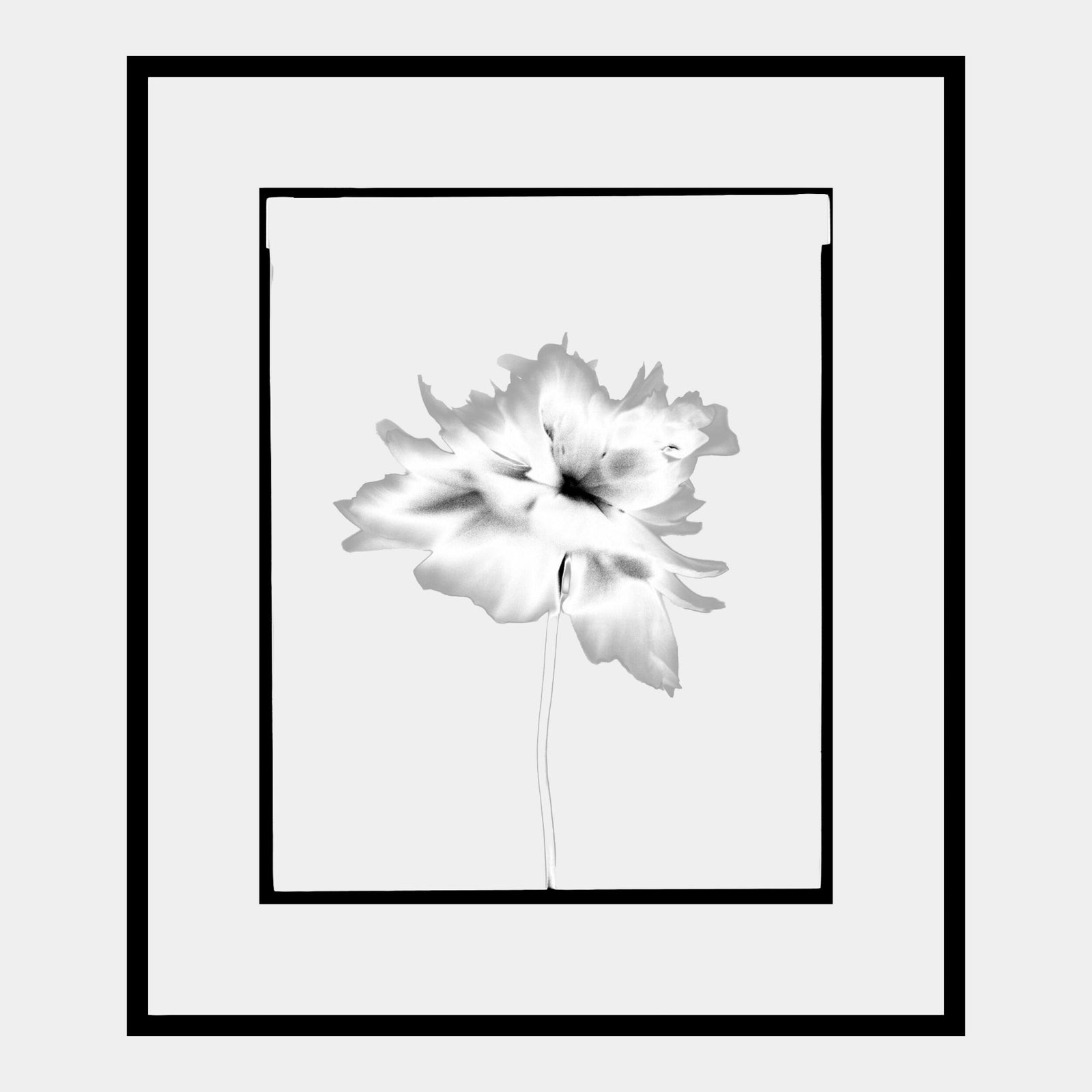 Len Prince Photography-Poppy Series 4 of 6